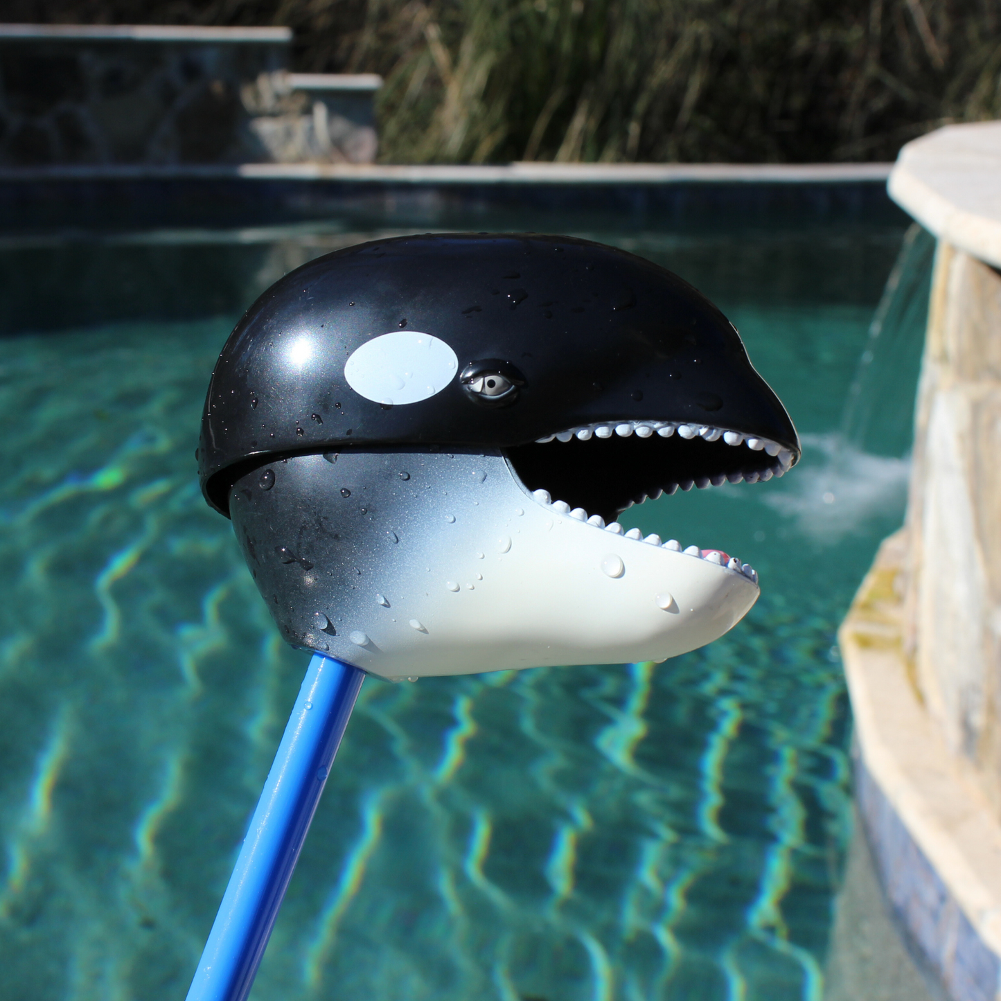 Orca Snapper